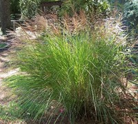 Maiden Grass Picture