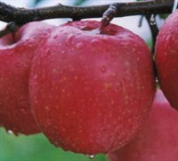 Fuji Apple Picture