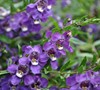 Angelmist Spreading Purple Angelonia
