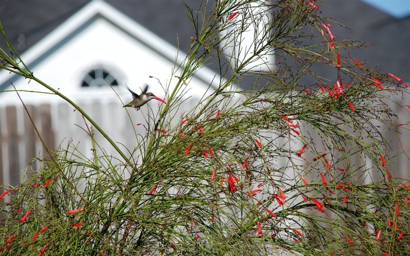 Firecracker Plant with Feeding Hummingbird