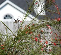 Firecracker Plant Picture