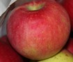 Stayman Winesap Apple