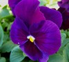 Majestic Giant Purple W/ Blotch Pansy