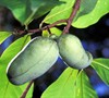 Paw Paw