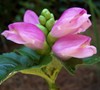 Pink Turtlehead