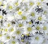 Aluga White Chrysanthemum