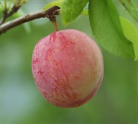 Santa Rosa Plum Picture