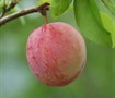 Santa Rosa Plum