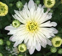 Aluga White Chrysanthemum Picture