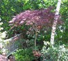 Garnet Japanese Maple