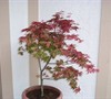 Shindeshojo Japanese Maple