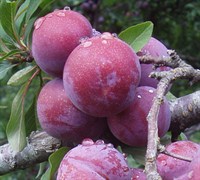 Methley Plum Picture