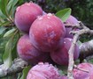 Methley Plum