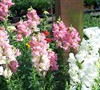 Rocket Mix Snapdragon