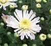 Aluga White Chrysanthemum