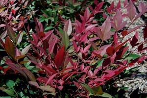 obsession nandina