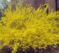 Spring Glory Forsythia Picture