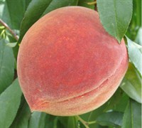 Elberta Peach Picture