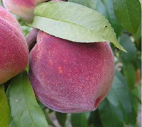 Belle Of Georgia Peach Picture
