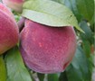 Belle Of Georgia Peach