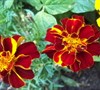 Marigolds