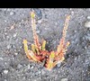 Calluna Vulgaris 'Firefly'