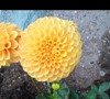 Jescot Lingold Dahlia