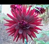 Black Cat Dahlia