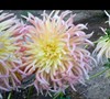 Colour Spectacle Dahlia
