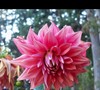 Alfred Grille Dahlia