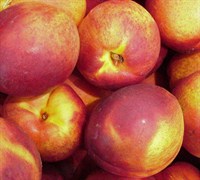 Sungold Nectarine Picture