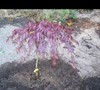 Inaba Shidare Japanese Maple Picture
