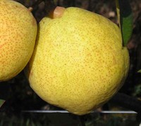 Kieffer Pear Picture