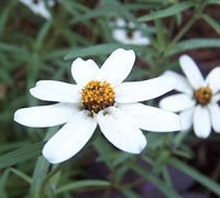 Star Zinnia  Picture