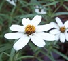 Star Zinnia 