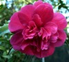 Bonanza Camellia Sasanqua