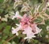 Mardis Gras Abelia