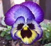 Blueberry Thrill Pansy