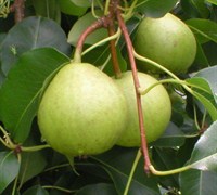 Orient Pear Picture