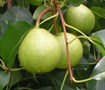 Orient Pear