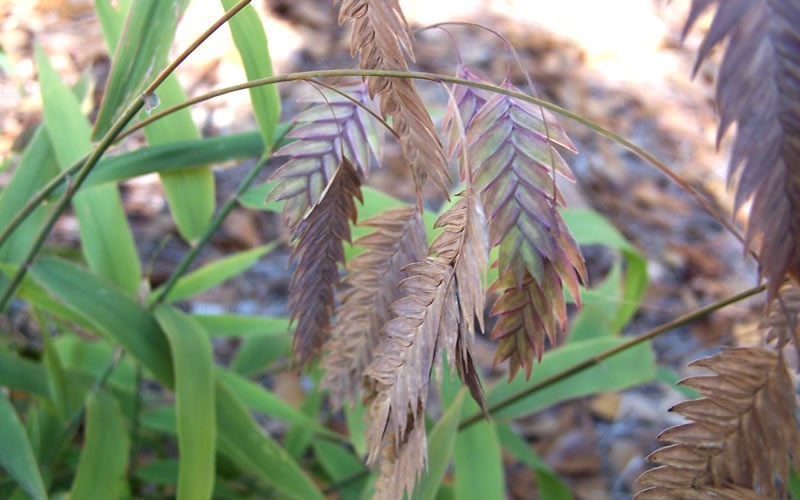 Upland Sea Oats Picture