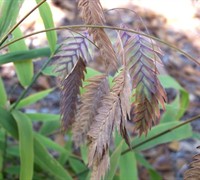 Upland Sea Oats Picture