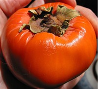 Fuyu Persimmon Picture