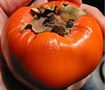 Fuyu Persimmon