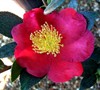 Yuletide Camellia