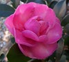 Stephanie Golden Camellia Sasanqua