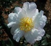 Eos Camellia Sasanqua