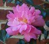 Sparkling Burgundy Camellia