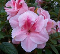 Autumn Belle Encore Azalea Picture