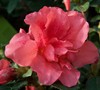 Autumn Princess Encore Azalea